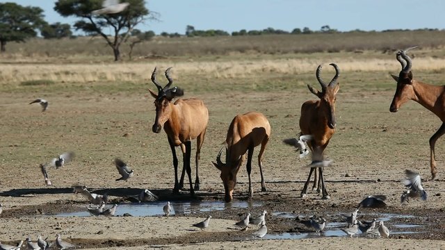 Red hartebeest and Cape turtle doves, Kalahari, South Africa