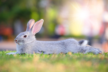 cute rabbit relaxing.