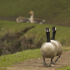 Pair of Canada Geese