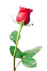 Obraz premium Red rose