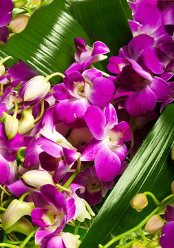 decoration for greeting card from the orchids