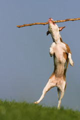 springender Hund
