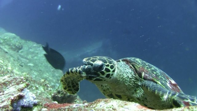 tortue marine de face