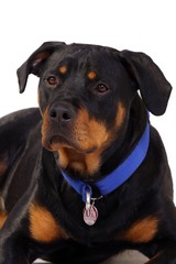 Fototapeta premium Hund Rottweiler Portrait