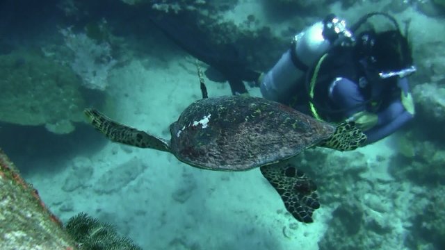 vol d' une tortur et plongeur(similan)