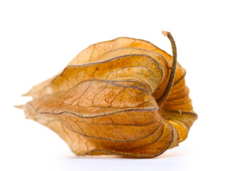 Physalis isolated on white