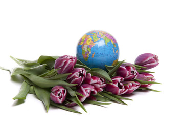 Tulips from Holland