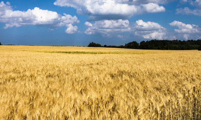Wheat field