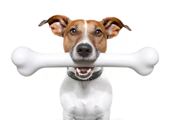 Abwaschbare Fototapete Lustiger Hund dog with a white bone