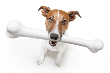 Photo sur Plexiglas Chien fou chien avec un os blanc