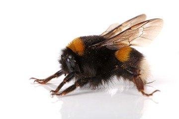 Hummel von der Seite