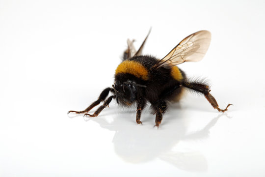 Hummel von vorne