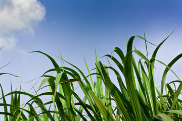 Obraz premium Sugarcane field in blue sky and white cloud in Thailand
