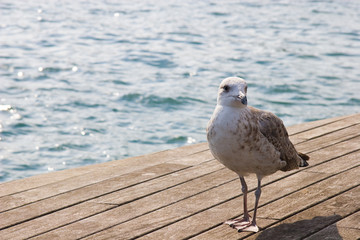 Seagulls at Barcelona Port