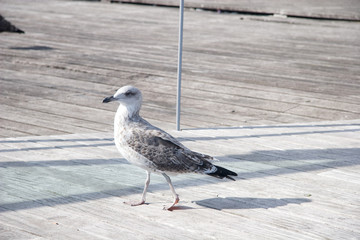 Seagulls at Barcelona Port