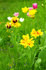 Spring tulips on a bed