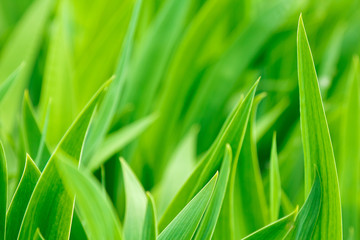 Green iris leaves close-up