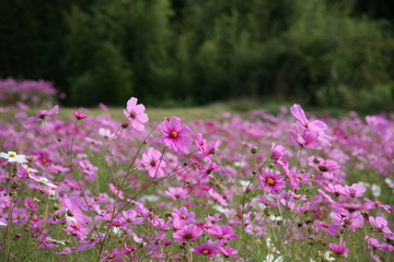 秋桜