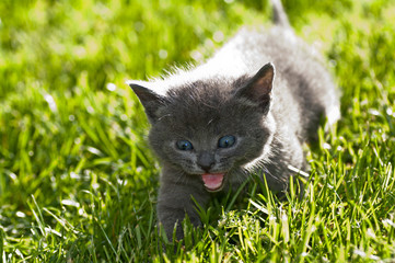 grey kitten outdoors sneaking in the grass