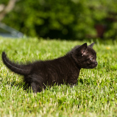 black kitten in the grass