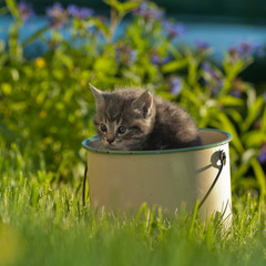 playful kitten in a pot