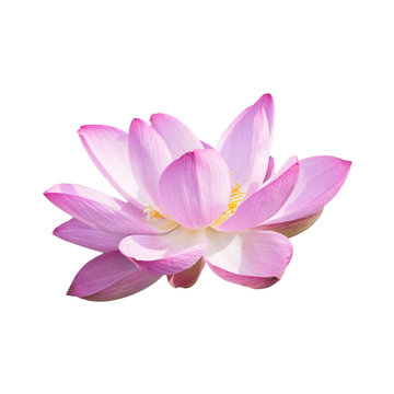 Fototapeta Isolated Lotus with a clipping path