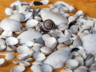Muszelki © kreatorex