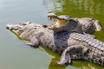 Crocodile