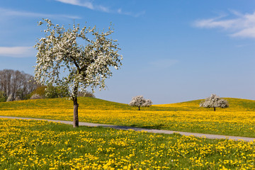 Oberschwäbischer Frühling