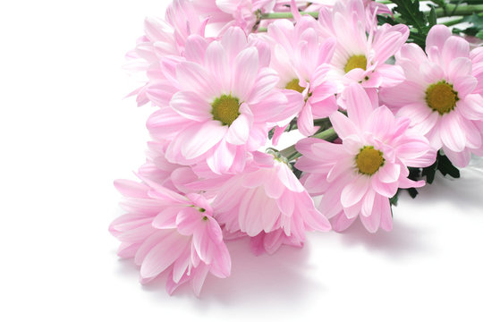 31 Best 西洋菊 Images Stock Photos Vectors Adobe Stock