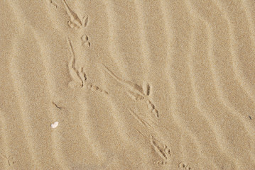 Fototapeta na wymiar plaża w Pescara