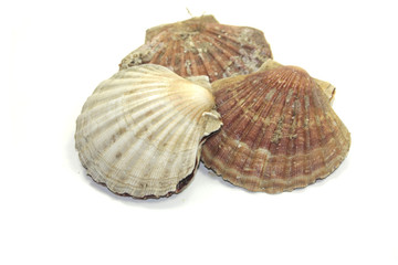 coquille saint-jacques