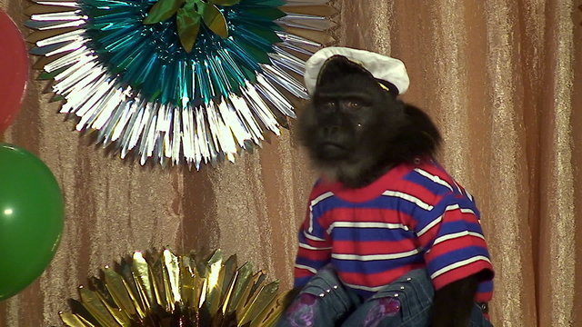 performance of a circus monkey
