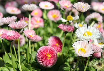 garden chrysanthemums   as floral background