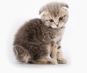 kitten on white backgrounds