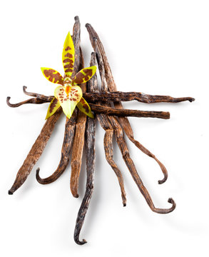 Vanilla Pods and Flower isolated on white