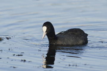 Coot (Fulica atra)