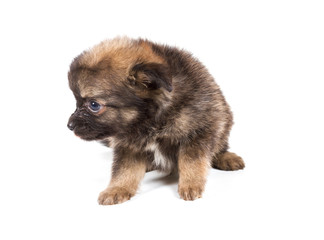 Pomeranian Spitz puppy on a white background