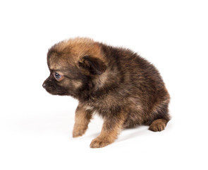 Pomeranian Spitz puppy on a white background
