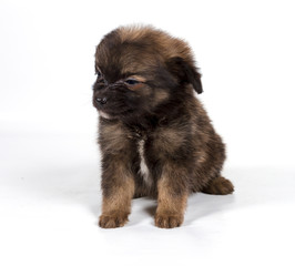 Pomeranian Spitz puppy on a white background