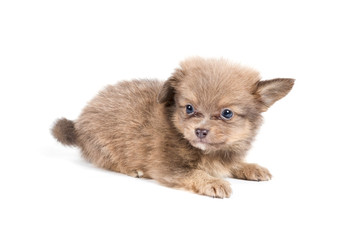 Pomeranian Spitz puppy on a white background