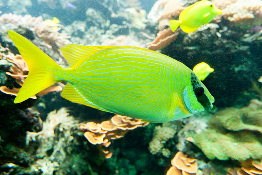 tropischer Fisch im Meer