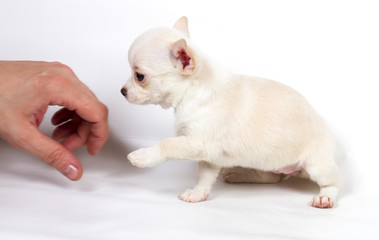 Fototapeta na wymiar Chihuahua puppy in front of white background