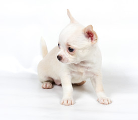 Chihuahua puppy in front of white background