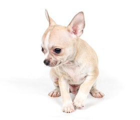 Chihuahua puppy in front of white background