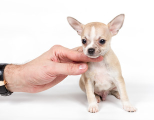 Chihuahua puppy in front of white background