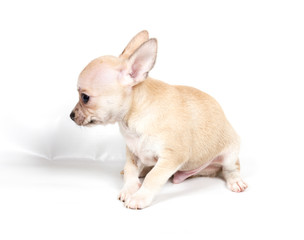 Chihuahua puppy in front of white background