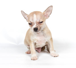 Chihuahua puppy in front of white background