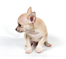 Chihuahua puppy in front of white background