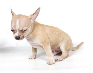 Chihuahua puppy in front of white background